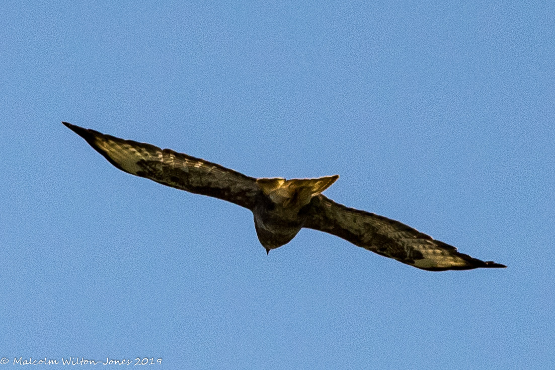 Buzzard