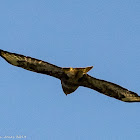 Buzzard