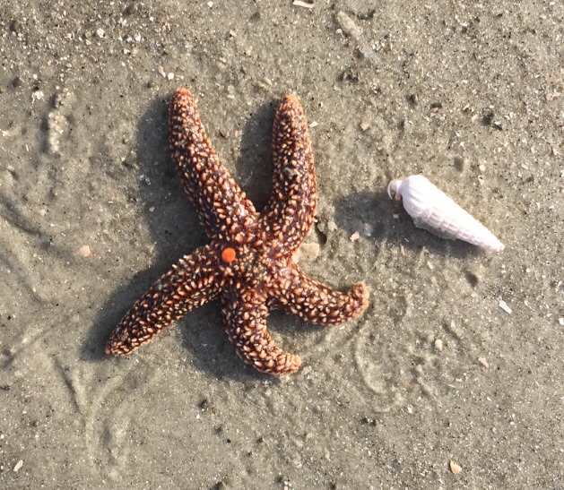 Sea Star