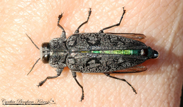 Crystal Beetle Wood Pyrography Piece – Bone and Raven