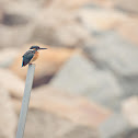 Common Kingfisher (普通翠鳥)