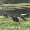 Wild turkey