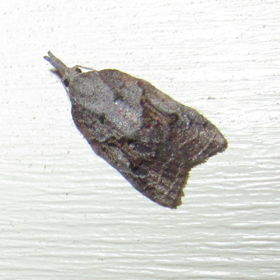 Tufted Apple Bud Moth