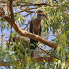 Hadada Ibis