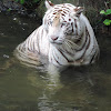 White tiger