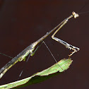 Praying Mantis