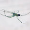 Orchard Orbweaver