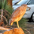 Juvenile night crowned heron