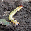 Fire-Colored Beetle Larvae