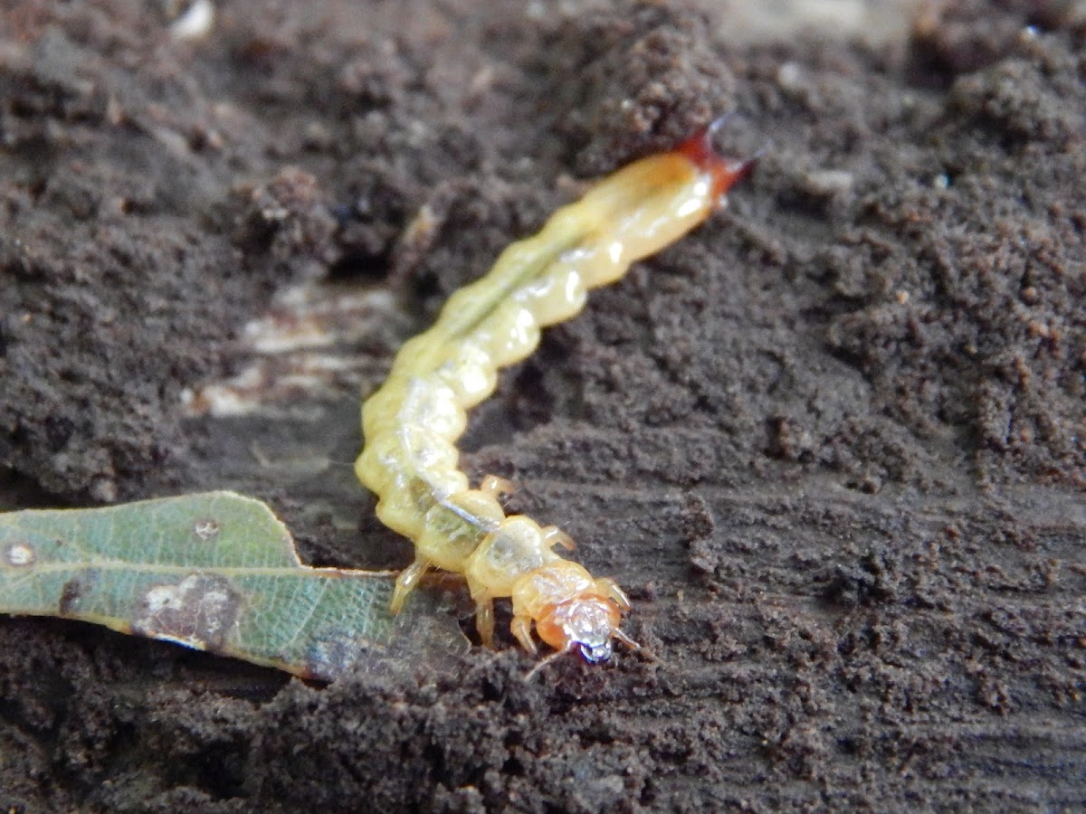 Fire-Colored Beetle Larvae