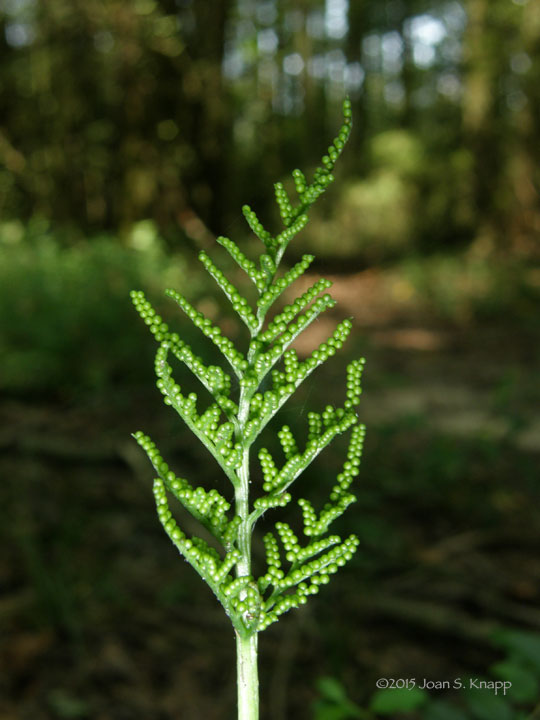 Southern Grapefern