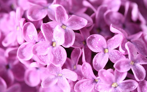 Lilac Plant Live Wallpaper