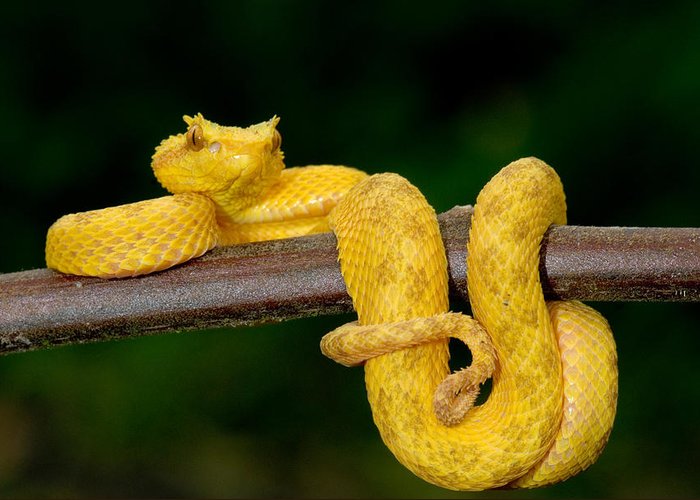 Eyelash Viper Snake