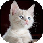 Cover Image of Descargar Cat Sounds 1.2 APK