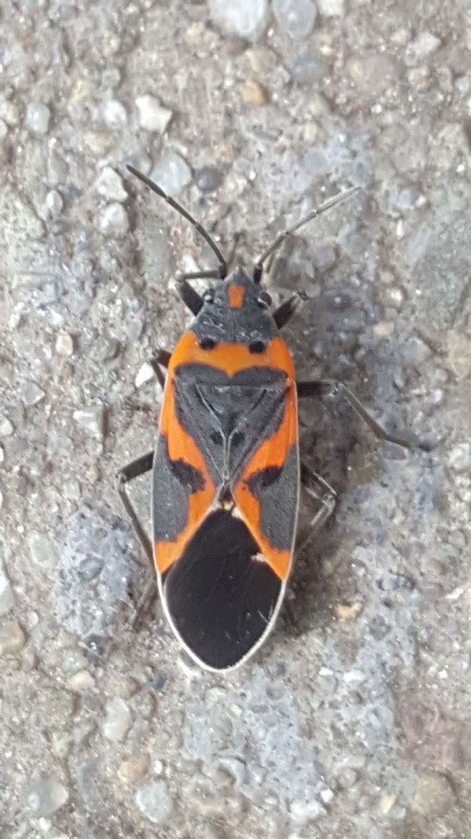 Small Milkweed Bug