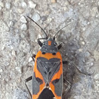 Small Milkweed Bug