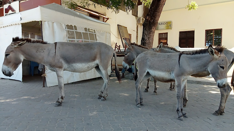 Donkeys cool off at a shade in Lamu island.