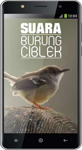 Suara Burung Ciblek