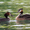 Great crested Grebe