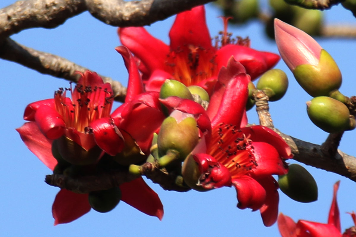 Silk Cotton Tree