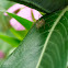 Striped lynx spider