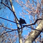 American Robin