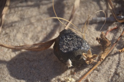 The meteorite from asteroid 2018 LA.