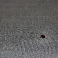 coccinella di 