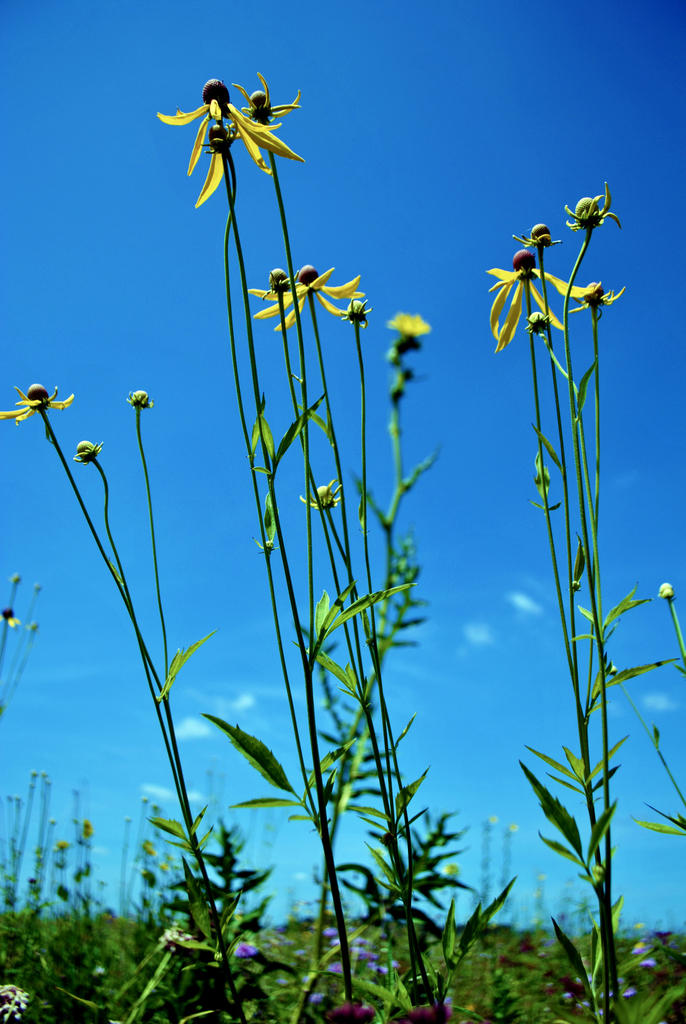 Yellow Coneflower