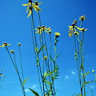 Yellow Coneflower