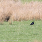 Jackdaw