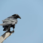 Fan-tailed raven