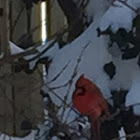 Cardinal