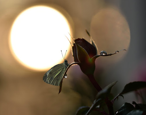 Lady butterfly di utente cancellato