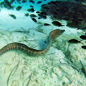 Mediterranean moray