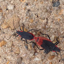 Red-shouldered Bug