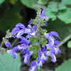 Broad-leaved penstemon