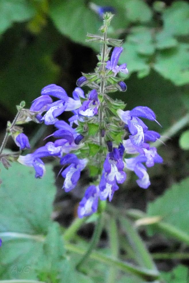 Broad-leaved penstemon