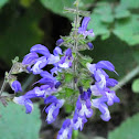 Broad-leaved penstemon