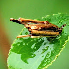 Bagworm Moth