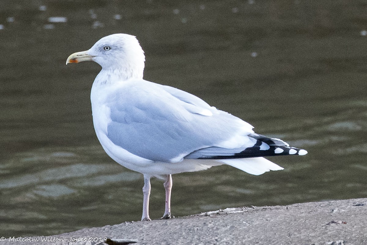 Herring Gull