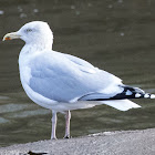 Herring Gull