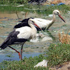 White Storks