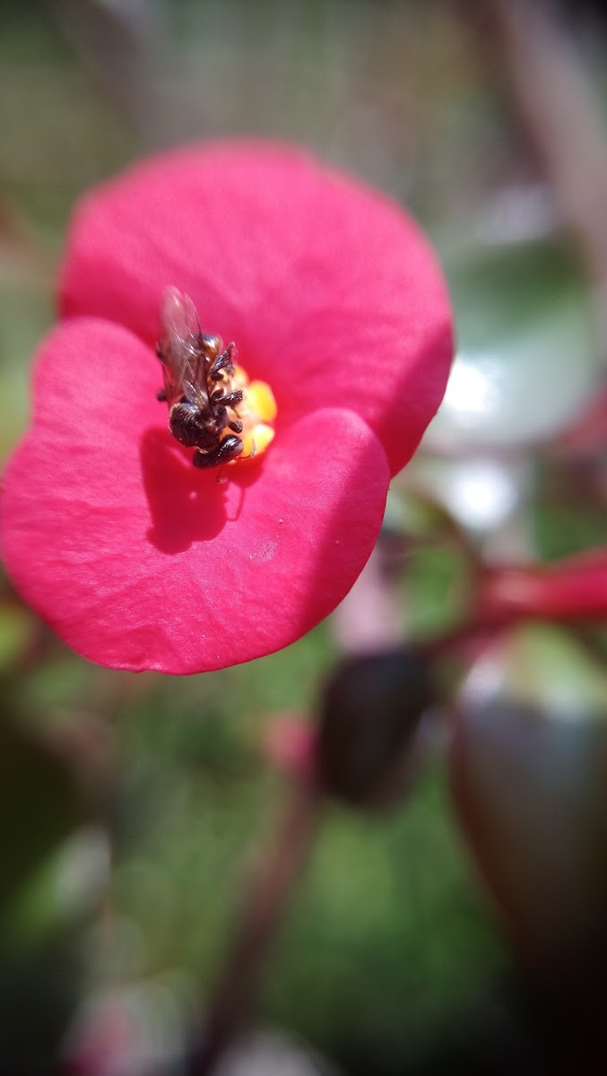 Crown of thorns