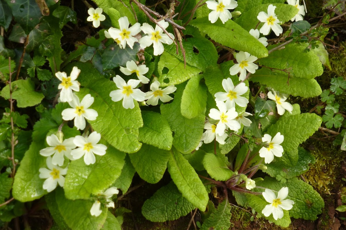 Primrose