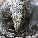 Clouded Monitor