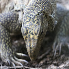 Clouded Monitor