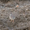 Ringed Plover; Chorlitejo Grande