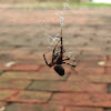 American house spider