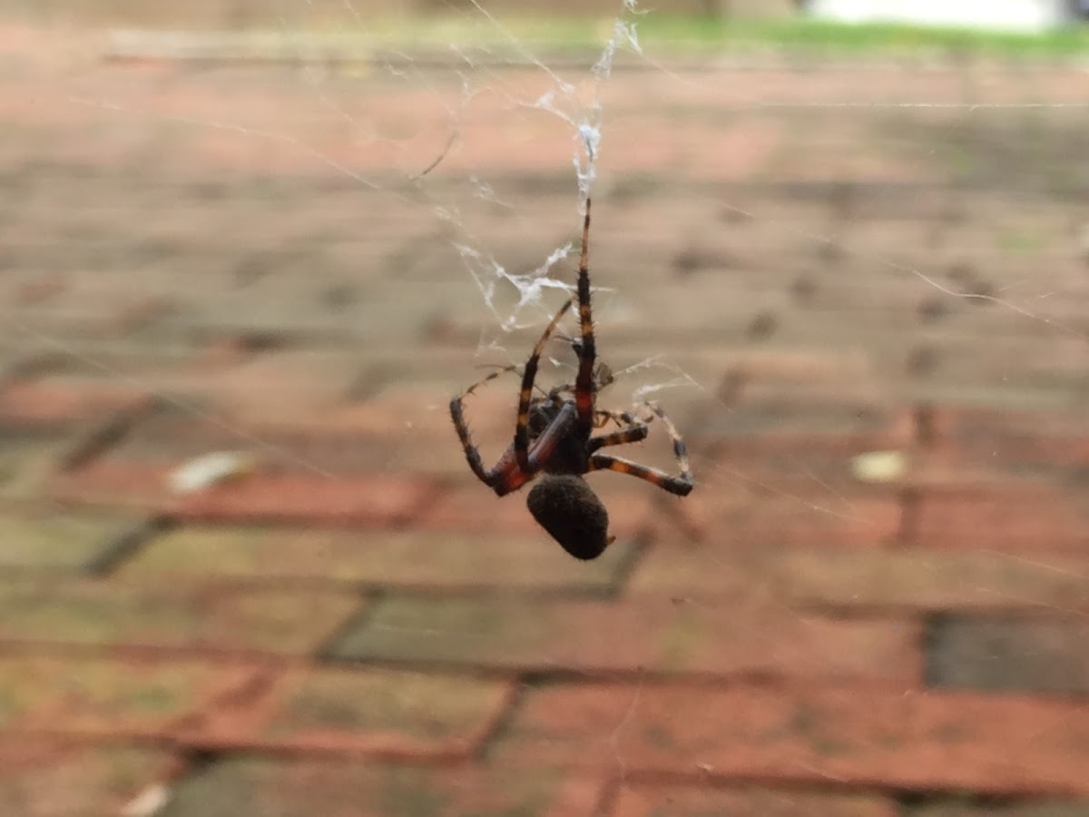 American house spider